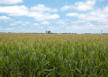 Argentina seeks Chinese approval for all its corn biotechnology activities