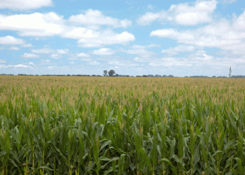 Argentina seeks Chinese approval for all its corn biotechnology activities