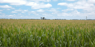 Argentina seeks Chinese approval for all its corn biotechnology activities