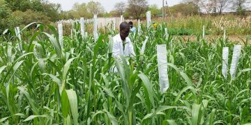 CGIAR Innovates with Regional Shared Breeding Pipeline for Genetic Advancements
