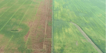 What causes corn yields to decline at the edges of the field?