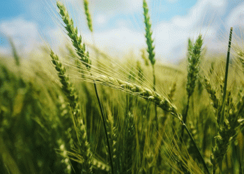 Shifting Trends in Finnish Agriculture: Oats Surge as Barley, Rye, and Wheat Decline