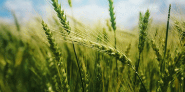 Shifting Trends in Finnish Agriculture: Oats Surge as Barley, Rye, and Wheat Decline