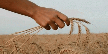 Pakistan Farmers Protest Wheat Crisis: Corruption, Not Climate Change, Blamed
