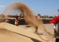 India Imposes Wheat Stock Limits to Ensure Food Security and Curb Hoarding