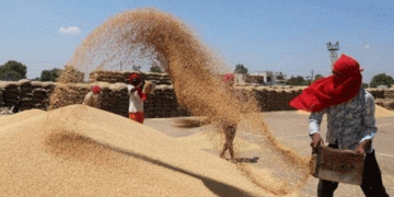 India Imposes Wheat Stock Limits to Ensure Food Security and Curb Hoarding