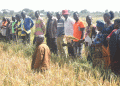 Transforming Agriculture: TAISP Field Schools Benefit Rice Farmers in Mbogwe District
