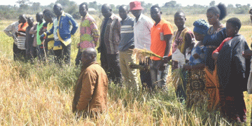 Transforming Agriculture: TAISP Field Schools Benefit Rice Farmers in Mbogwe District