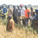 Transforming Agriculture: TAISP Field Schools Benefit Rice Farmers in Mbogwe District
