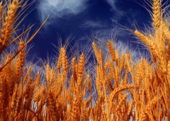 World grain markets: wheat is falling in price, while oilseeds and corn are growing