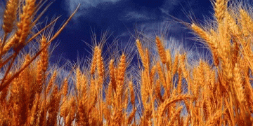World grain markets: wheat is falling in price, while oilseeds and corn are growing