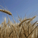 Record Wheat Harvest Drives Prices to Two-Month Low, Corn Follows Suit