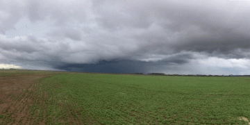 Weather Impacts and Market Shifts: Updates from Victoria’s Agricultural Front