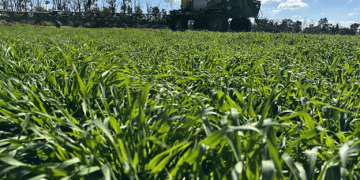 Australian Grain Market Update: Price Dynamics and Seasonal Shifts