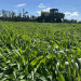 Australian Grain Market Update: Price Dynamics and Seasonal Shifts
