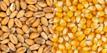 Growth Chart: DA’s Strategic Plans for Food Security in the Philippines