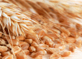 Mapa sets new minimum prices for grain and wheat seeds for the 2024/2025 season.
