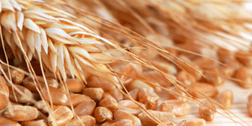 Mapa sets new minimum prices for grain and wheat seeds for the 2024/2025 season.