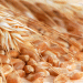 Mapa sets new minimum prices for grain and wheat seeds for the 2024/2025 season.