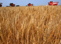 Chinese Researchers Harness Gene Editing to Combat Wheat ‘Cancer