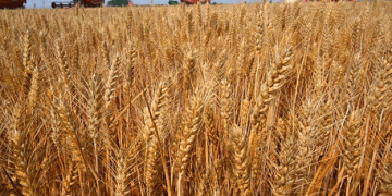 Chinese Researchers Harness Gene Editing to Combat Wheat ‘Cancer