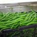 Green Bean Harvest: Quality, Challenges, and Hope for the Future