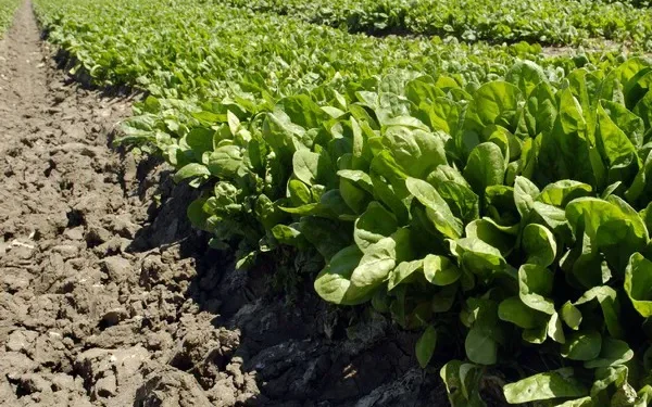 Global Grain Markets Experience Easing Prices Amid Varied Regional Conditions