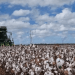 Cotton Growers to Contribute to Fatigue Management Project