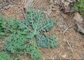 Parthenium hysterophorus  threatens  food security in many regions of Asia and Africa