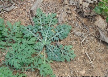 Parthenium hysterophorus  threatens  food security in many regions of Asia and Africa
