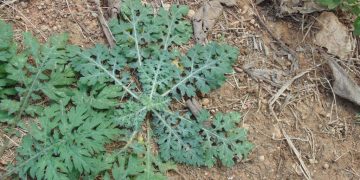 Parthenium hysterophorus  threatens  food security in many regions of Asia and Africa