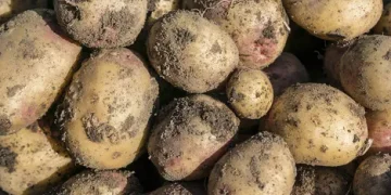 Advancing Responsible Gene Editing in Agriculture: Introducing the Plant Breeding Innovation Management Program