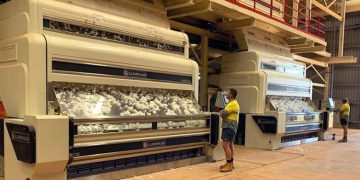 NT Cotton Defies Challenging Start to Season