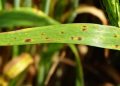 Ramularia leaf spot of barley: raising the awareness on disease symptoms