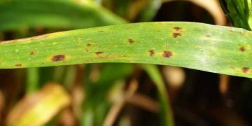 Ramularia leaf spot of barley: raising the awareness on disease symptoms