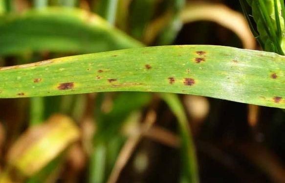 Ramularia leaf spot of barley: raising the awareness on disease symptoms