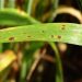 Ramularia leaf spot of barley: raising the awareness on disease symptoms