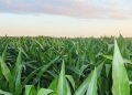 Microsoft and Indigo Ag Set New Record with Soil Carbon Credit Transaction