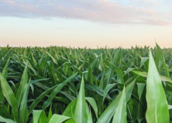 Microsoft and Indigo Ag Set New Record with Soil Carbon Credit Transaction