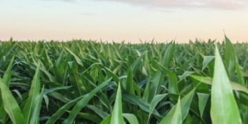 Microsoft and Indigo Ag Set New Record with Soil Carbon Credit Transaction