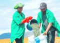 BBT Initiative Kicks Off Sunflower Harvest at Chinangali Farm in Dodoma