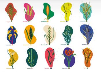 Millets: the popular climate-resilient crops in Africa and Asia