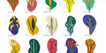 Millets: the popular climate-resilient crops in Africa and Asia