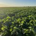 Australian Winter Crop Update: Variability and Optimism Amidst Challenging Conditions