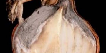 Onion neck rot: a checklist for onion growers and  seed suppliers (Part II)