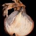 Onion neck rot: a checklist for onion growers and  seed suppliers (Part II)