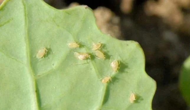The peach–potato aphid (Myzus persicae) is a virus vector in numerous field crops.