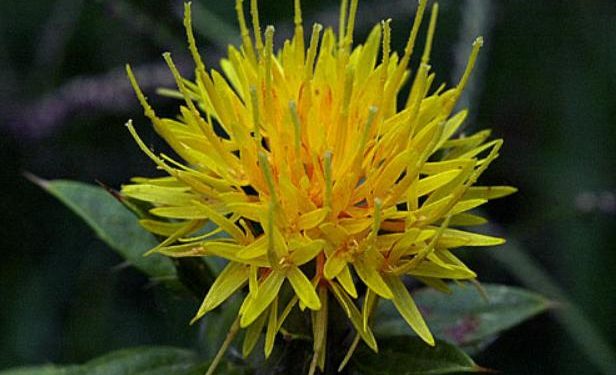 Safflower as an underutilized oilseed crop: promoting food safety