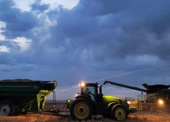 Wheat Market Rally and Crop Prospects: A Harvest Optimism Preview