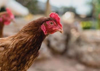 Avian Influenza Outbreak Hits NSW and Victoria Poultry Farms